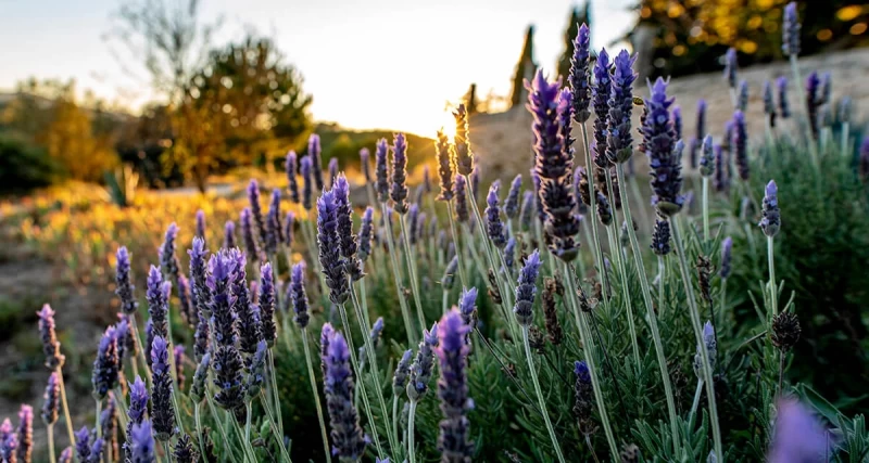 De-Stress-Retreat: Ruhe und Regeneration im Naturpark