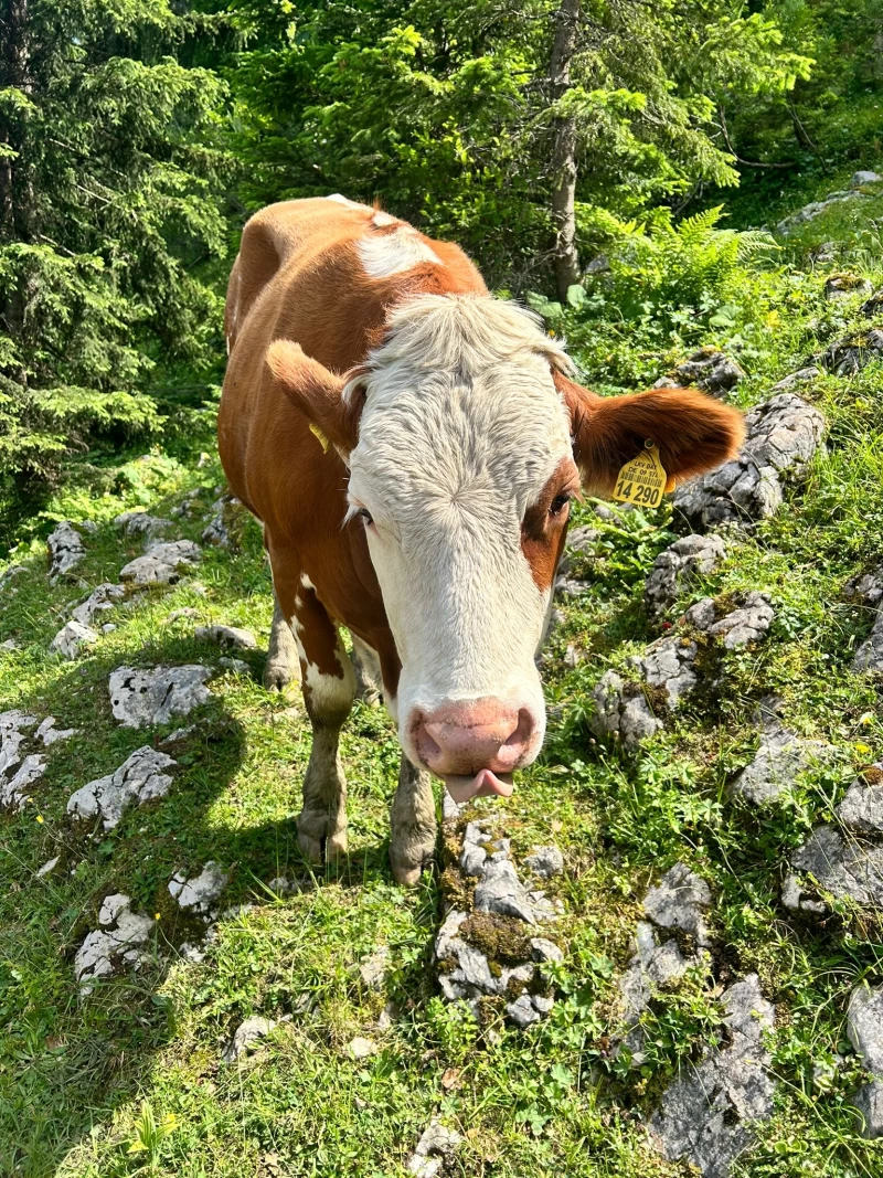 Yin Yoga und Wandern auf der Oberen Firstalm