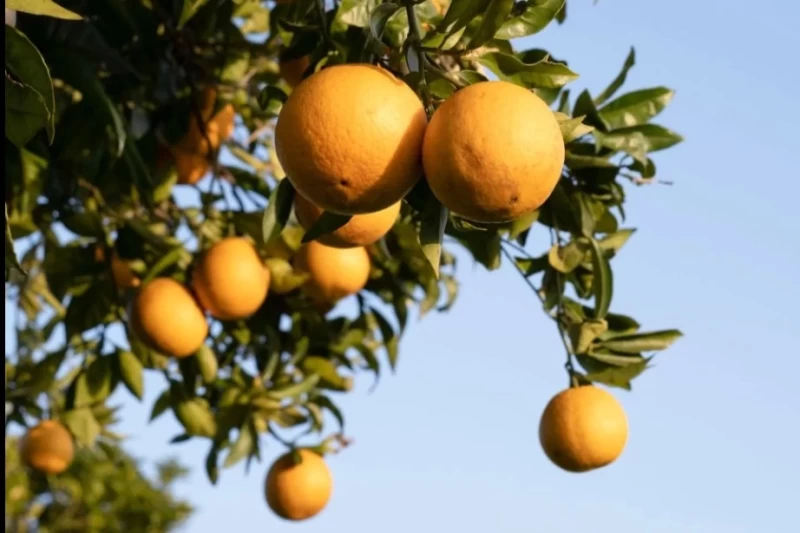 Reconnect & Recharge: Yoga in der weiten Natur Alentejos