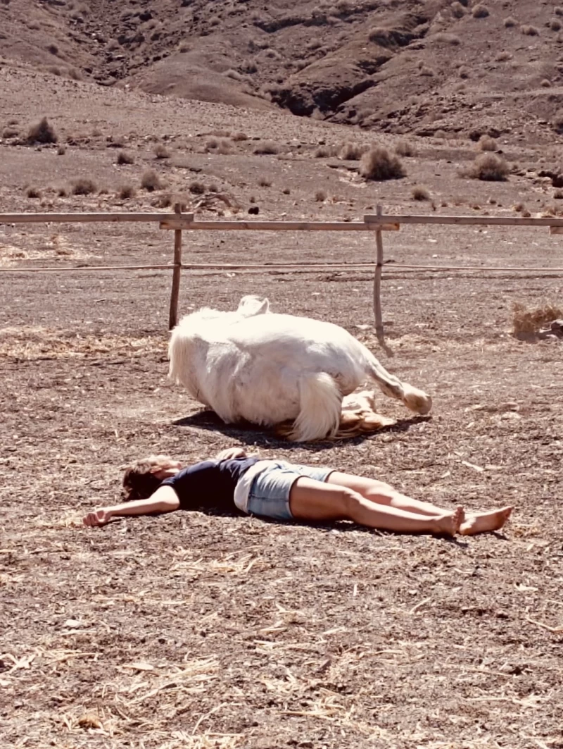 Yoga & Erden mit Pferden