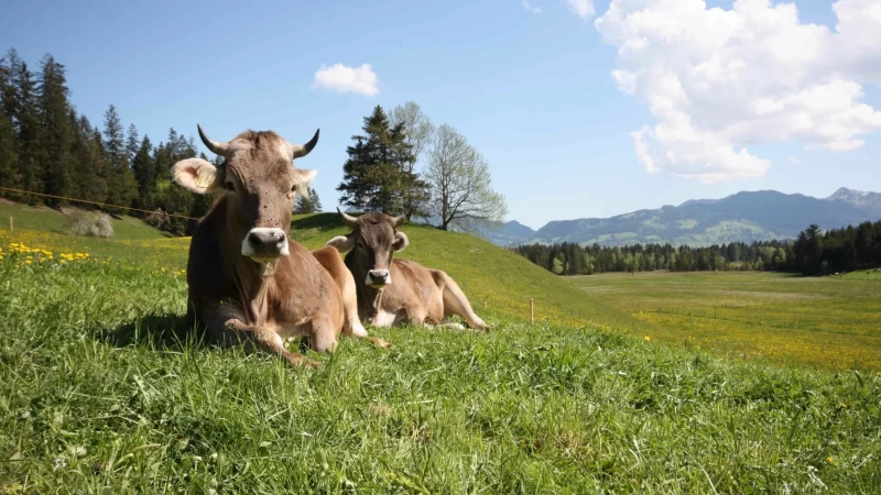 Erholsames Yoga-Retreat im Allgäu: Bringe Körper und Seele in Einklang