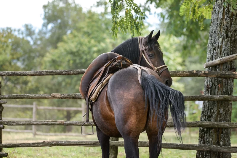 Reiten, Yoga und Fitness zwischen Olivenhainen und Weinbergen