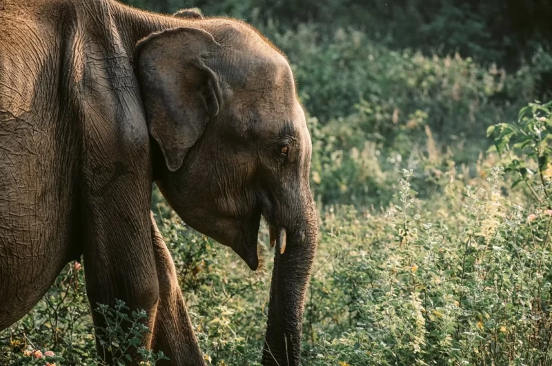 Mindful Yoga & Active Retreat mit Surfen und Elefanten-Safari