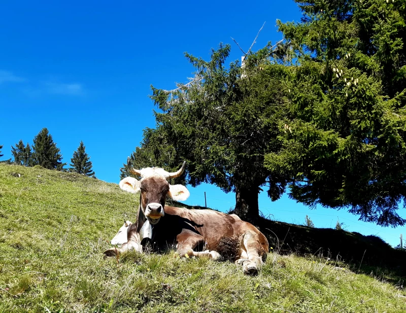 Yoga und Faszien-Retreat in den Bergen: Kraft, Ruhe, Auftanken