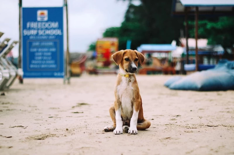Zuhause fernab von Zuhause: Surfcamp mit Komfort und Familien-Gefühl