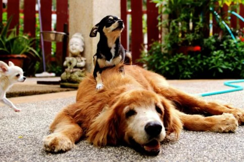 Yoga & Meditations-Retreat in friedlicher Oase: Ausruhen und Genießen