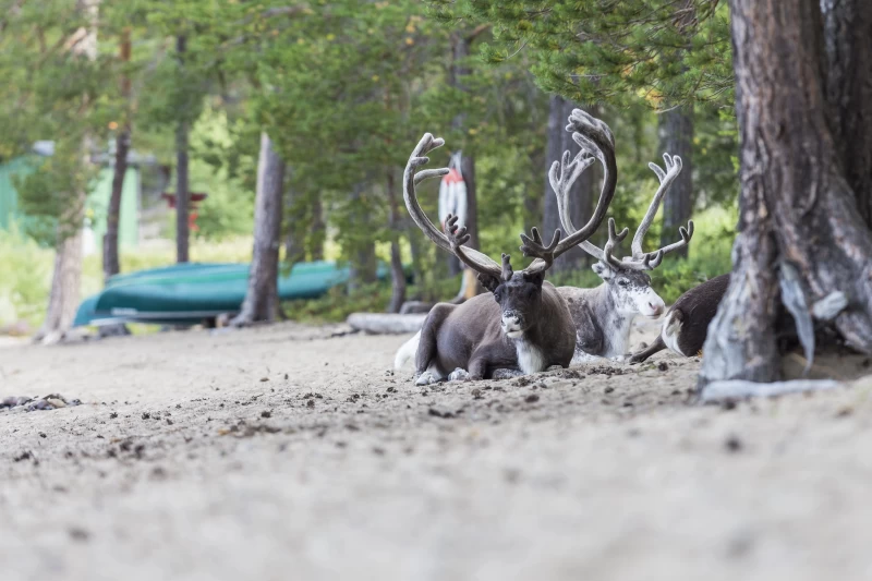 Abwechslungsreiche Aktivwoche in der Natur von Idre