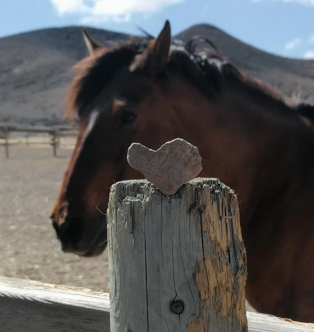 Yoga & Erden mit Pferden