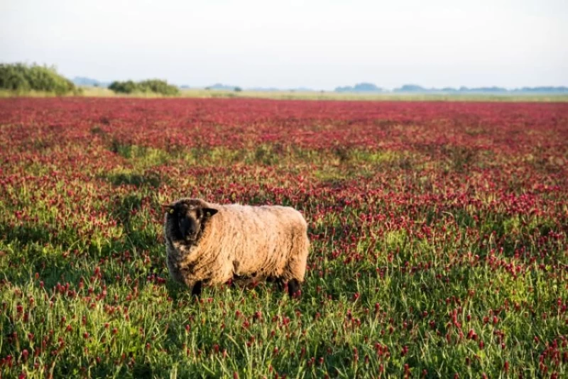 Entspannen und Entdecken: Yoga für Frauen am Wattenmeer
