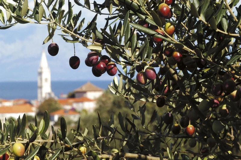 Mediterranes Retreat zwischen Olivenhainen, Meeresrauschen & Kultur