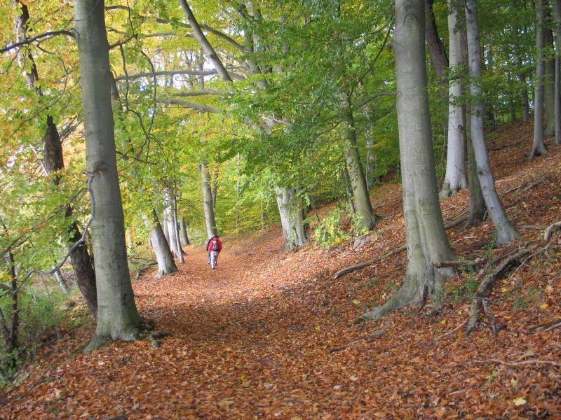 Yoga-Detox-Retreat mit Fasten und Wandern im Kloster Waldbreitbach