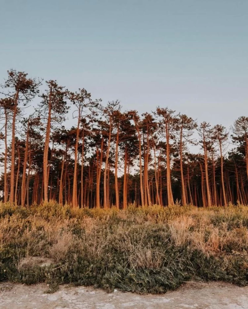 Naturnahes Surfcamp im Norden Portugals - wo das Leben einfacher ist!