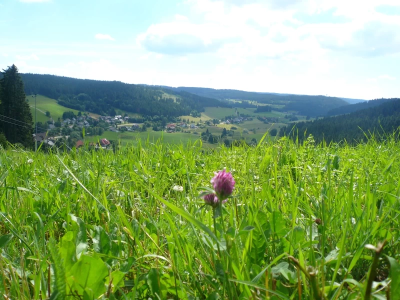 Dein Yoga Wochenende im Schwarzwald: Wellness-Retreat mit Alpenblick