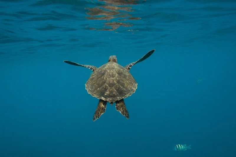 Lerne Tauchen auf Zypern – Open Water Diver Kurs