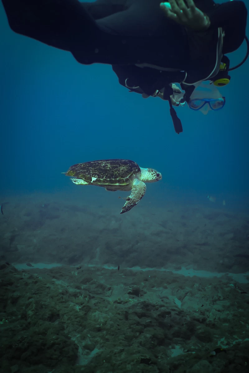 Tauchen und Surfen lernen: Traumurlaub im Süden Teneriffas