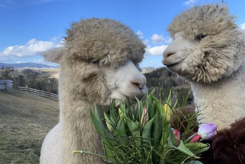 Yoga, Wandern und Alpaka-Abenteuer in malerischer Umgebung