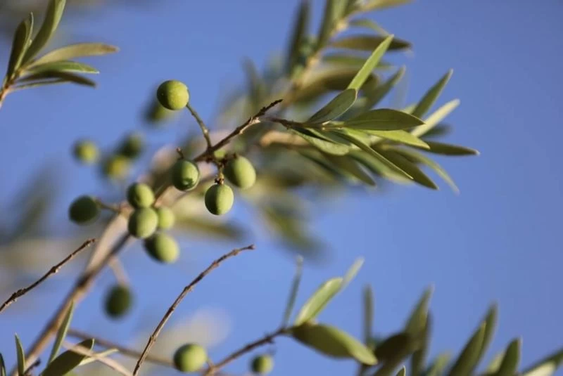 Qi Gong, Meditation & Wandern: Finde zur Natur und dir selbst